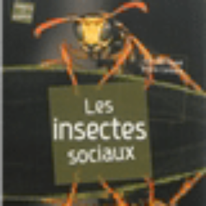 Les insectes sociaux